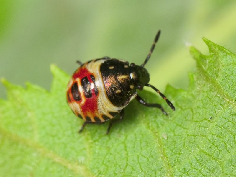 Carpocoris Kolenati, 1846